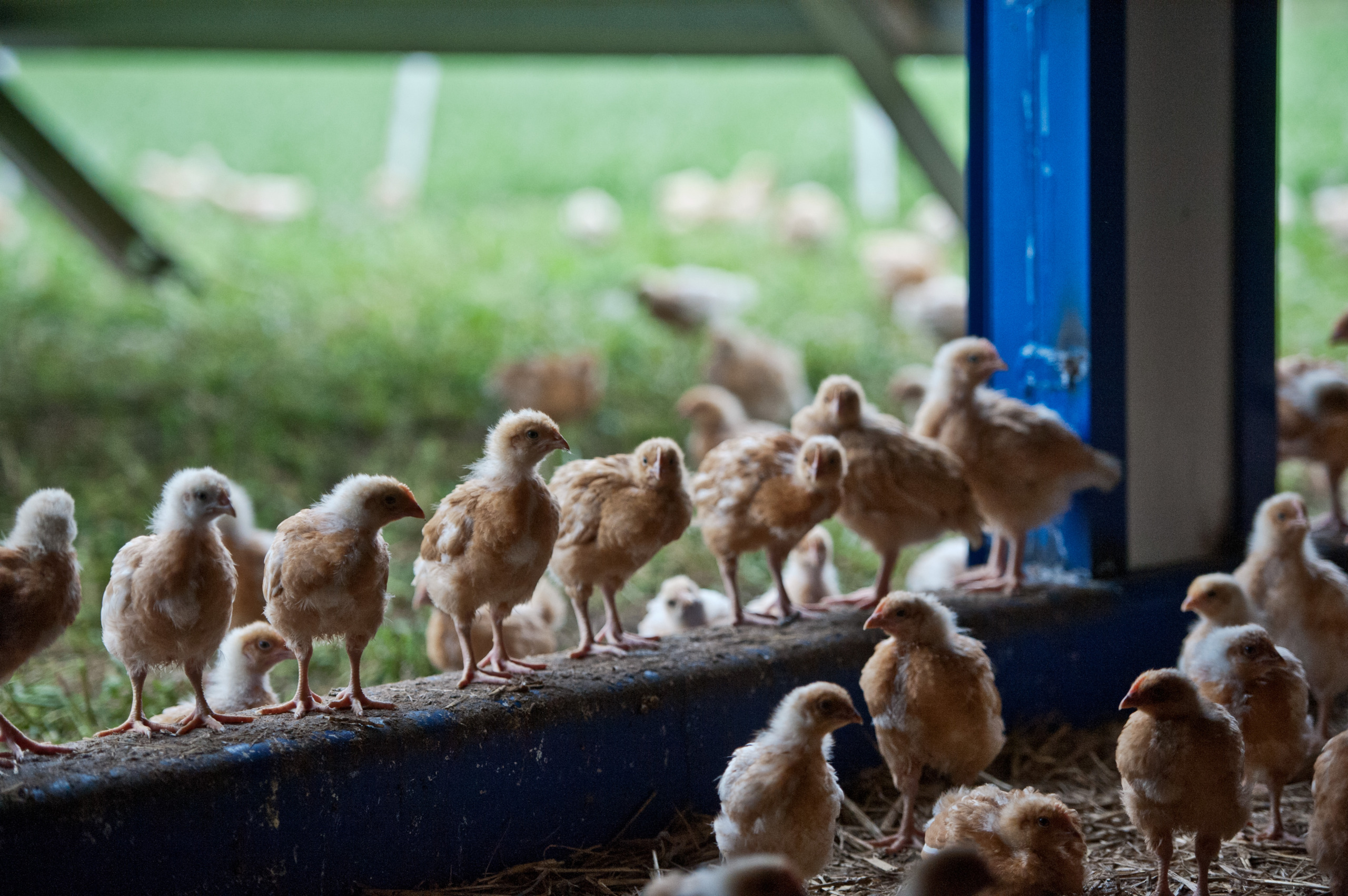 Glückliche Hühner schonen das Klima