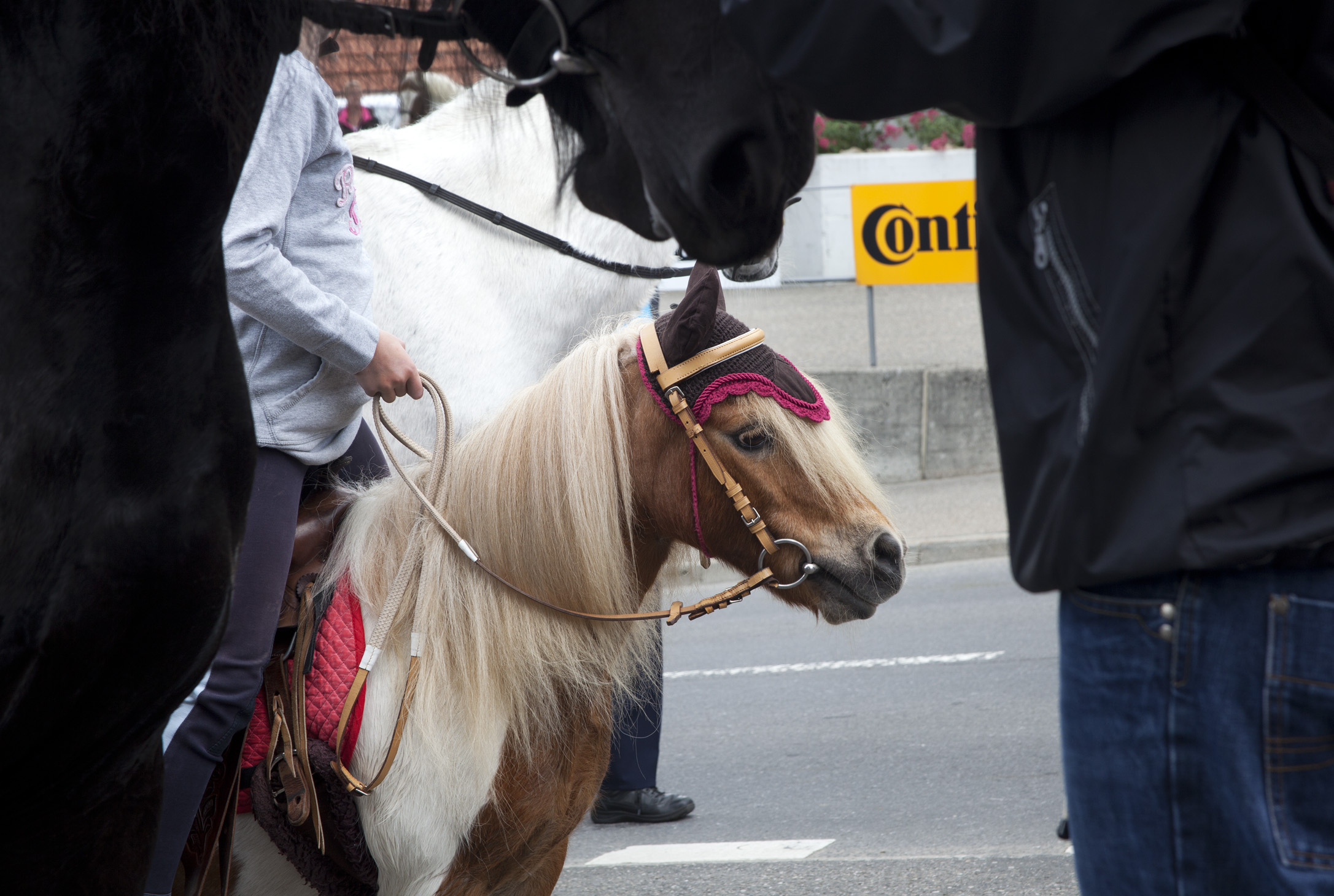 Acht Stunden hoch zu Ross