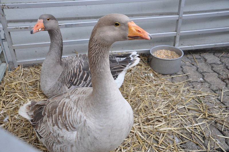 Markttreiben und Gänsebraten