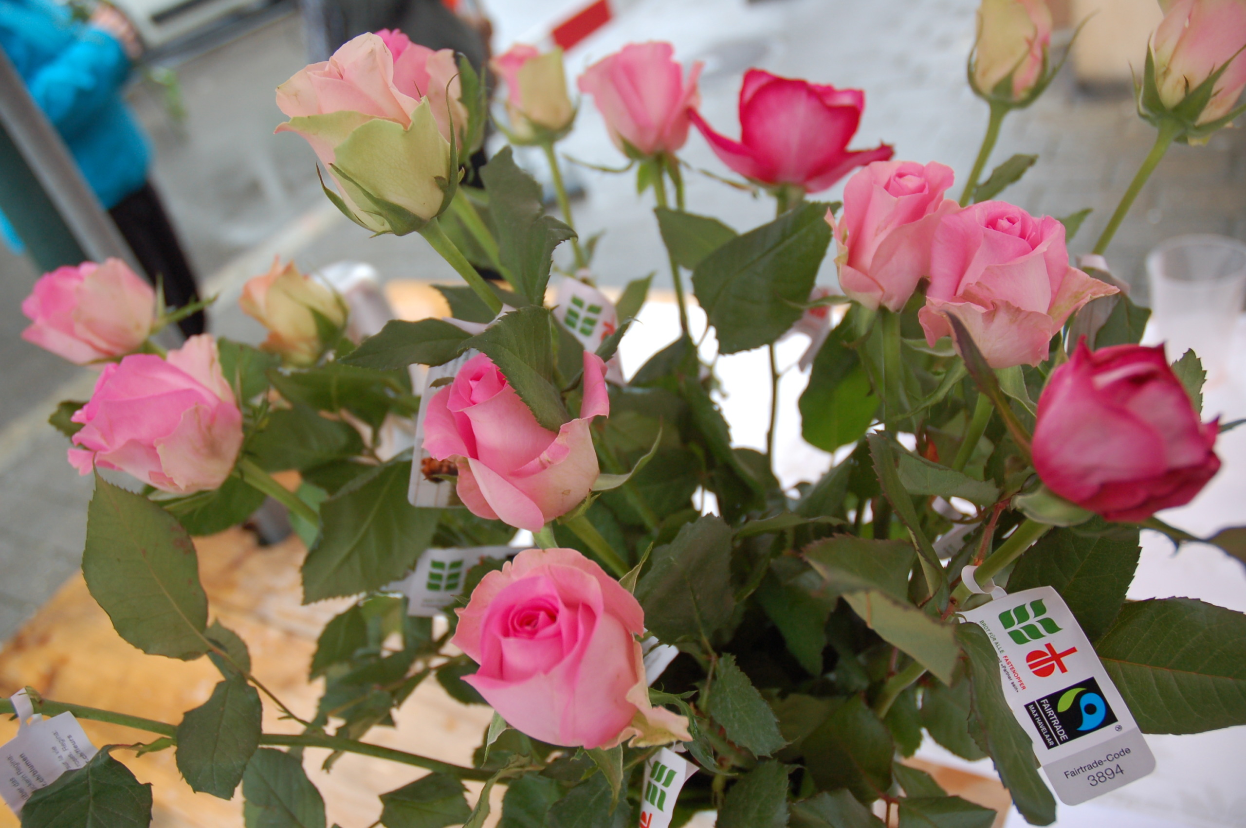 Rosen trotzen Regen und Schnee