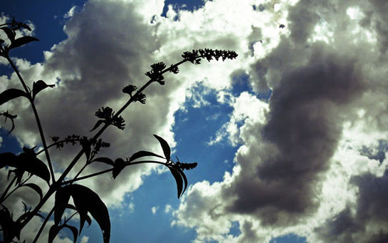 Die Frage nach der symbolhaften Bedeutung