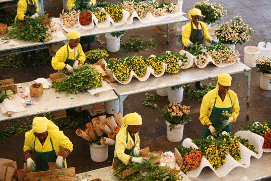 Mit dem Flugzeug in unsere Vasen