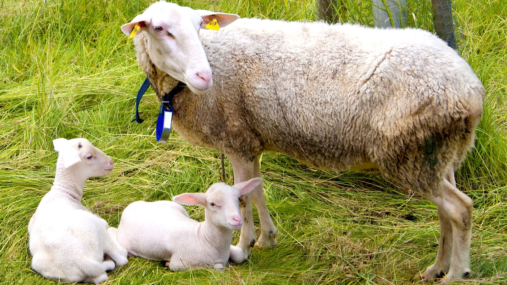 Das Mutterschaf weiss, was seine Jungen brauchen