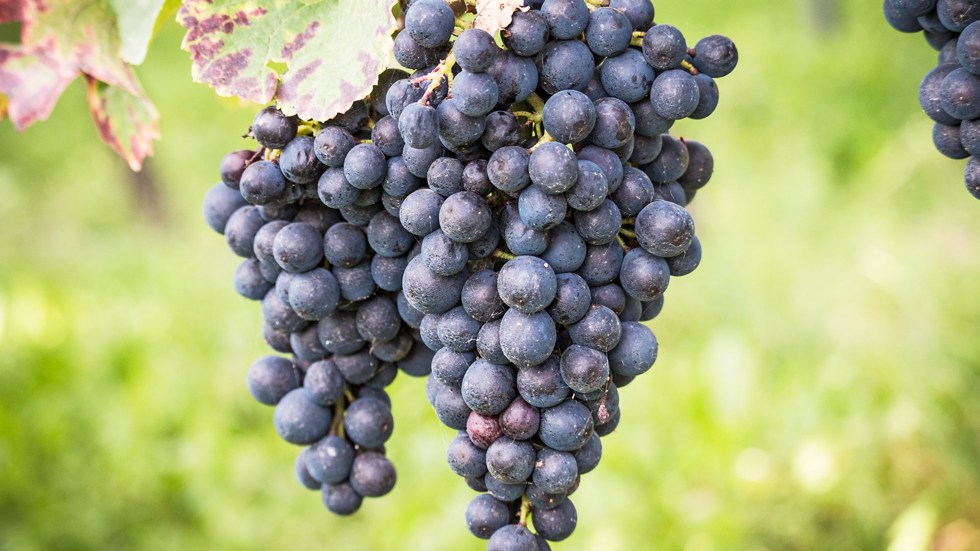Das Blut Christi aus dem Aargau