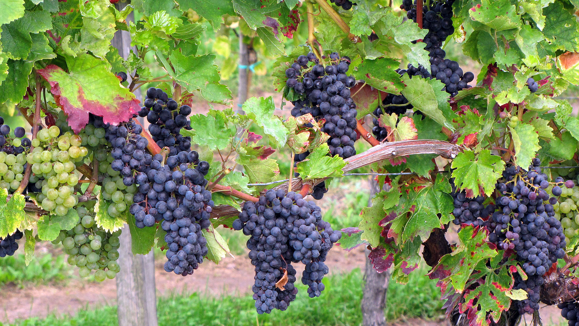 Gott in allen Dingen suchen und finden