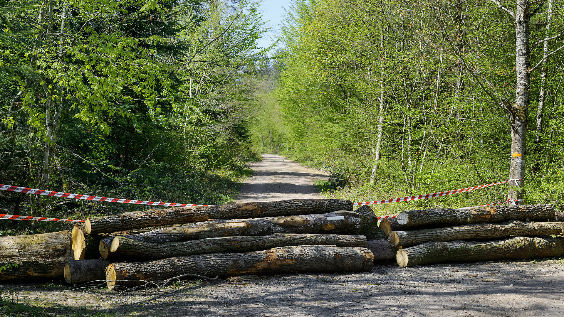 Ich weiss, mein Erlöser lebt!