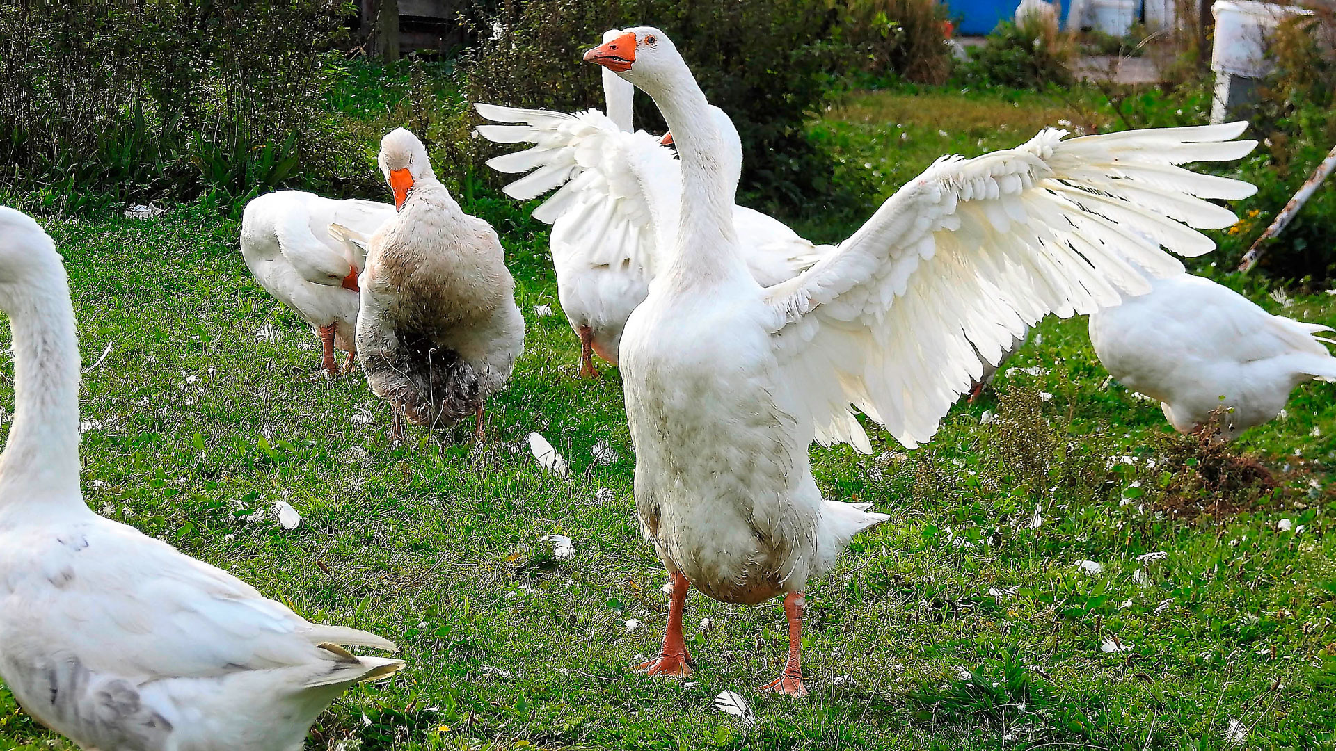 Was für ein Tumult im Gänsestall …