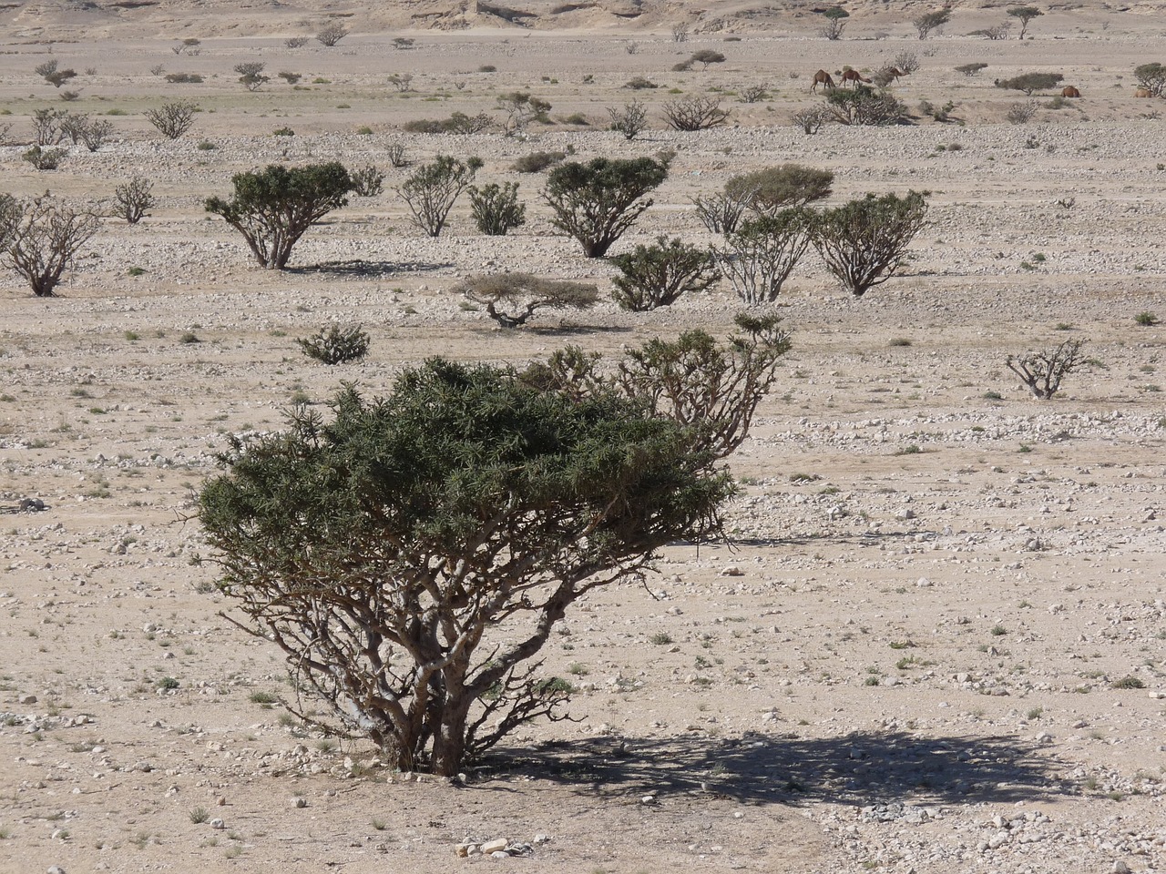 Weihrauchbaum