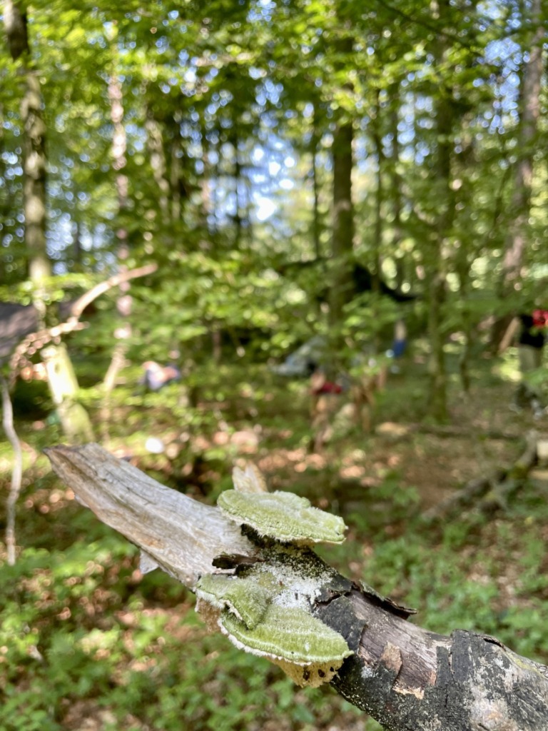 Im Waldkloster - Lichtblick Römisch-katholisches Pfarrblatt der Nordwestschweiz 2