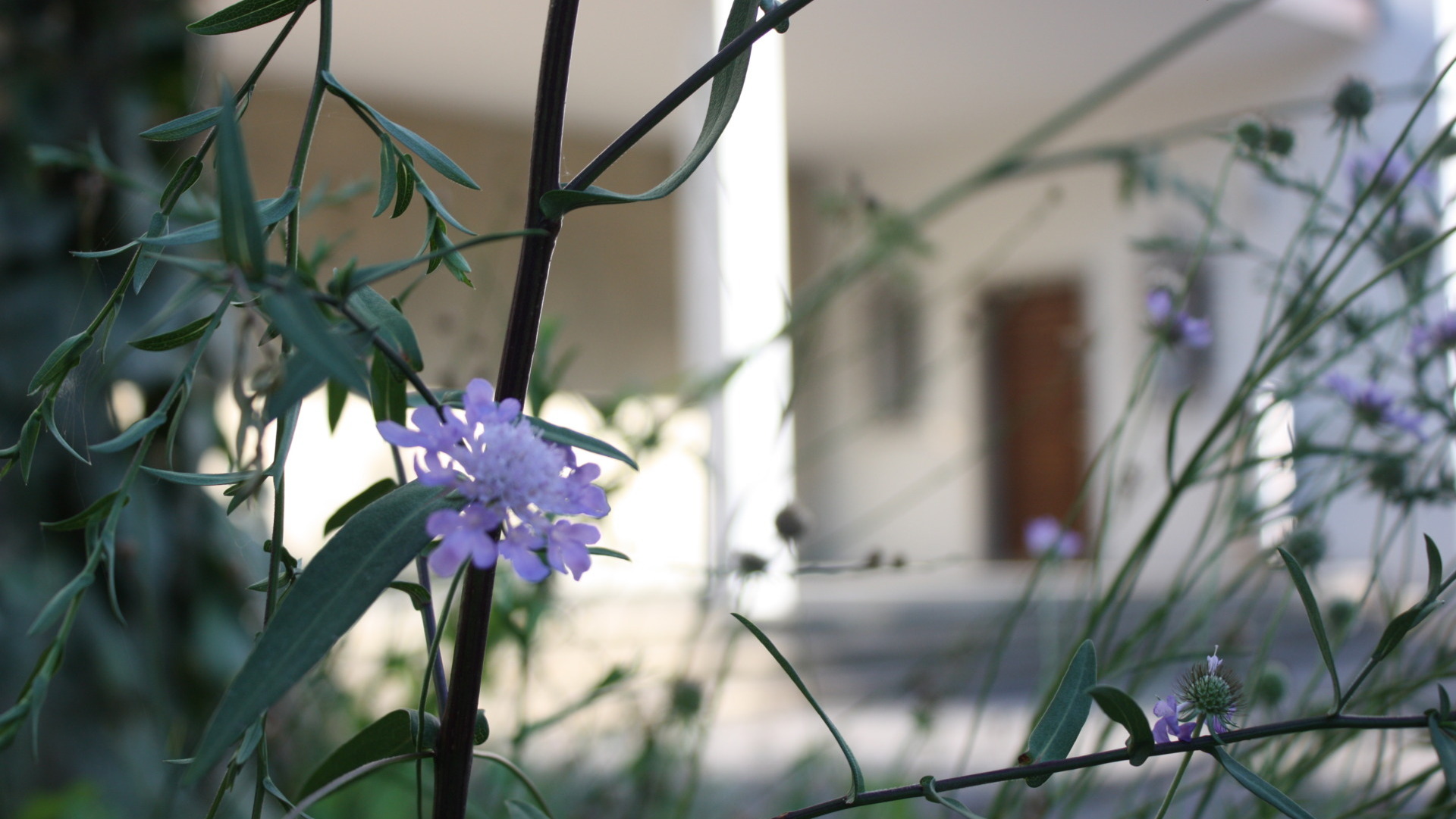 Grüne Kirchenoase in Aarau