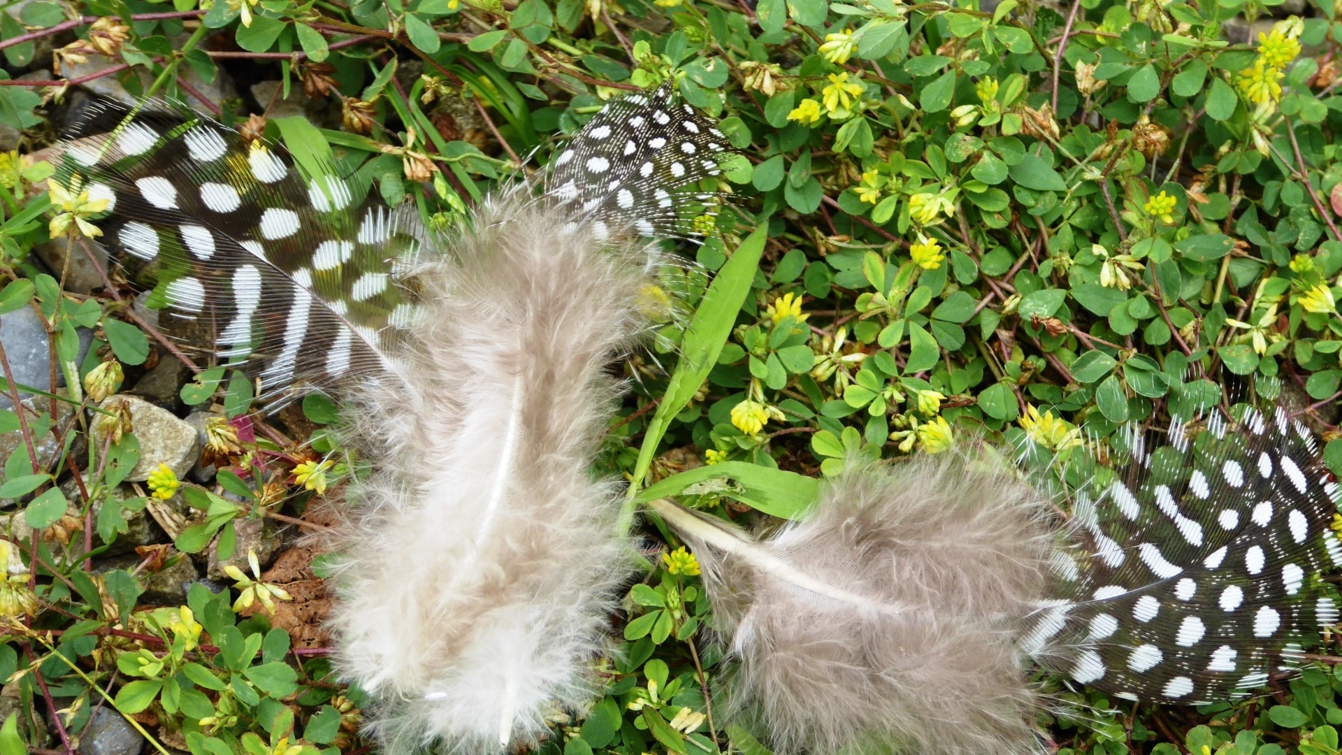 Eine Pilgergruppe spirituell leiten und begleiten