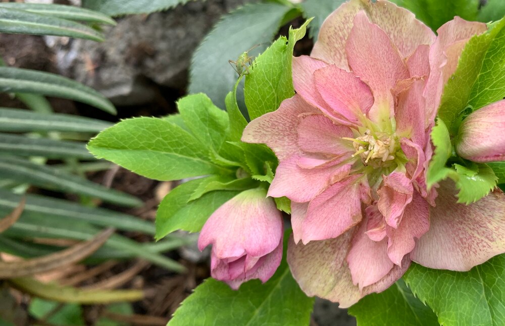 Geburtstage im Dezember