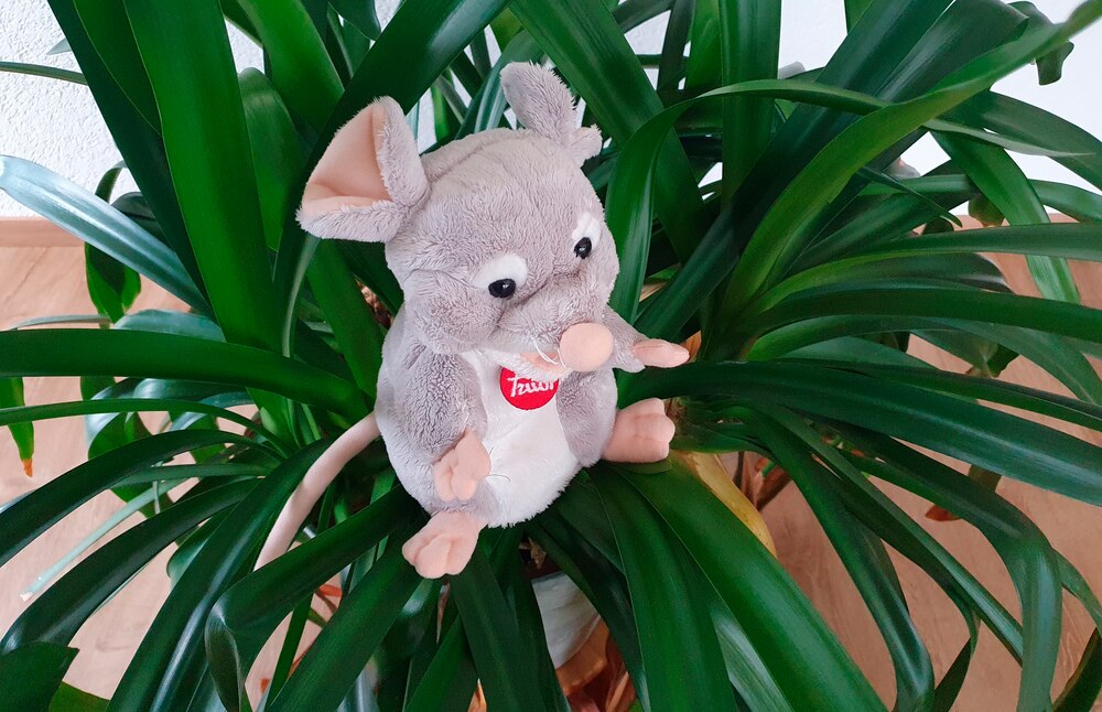 Fiire mit de Chliene/Sunntigsfiir