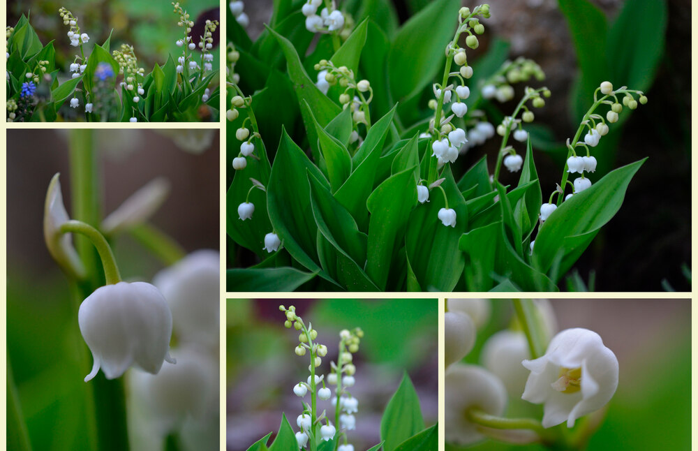Andachten und Gottesdienste im Mai