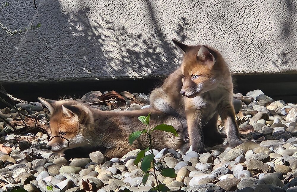 Untermieter in der Kirche St. Paulus