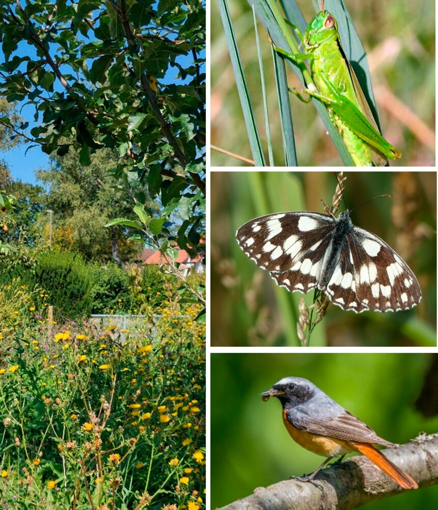 Wer ist eingezogen in die Biotope der Pfarrei St. Stephan