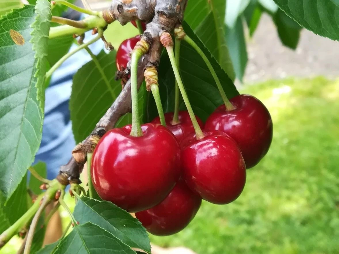 Sommerdessert mit Kirschen