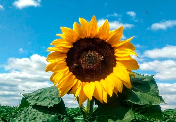 Wir wünsch Ihnen eine
schöne Sommerferienzeit