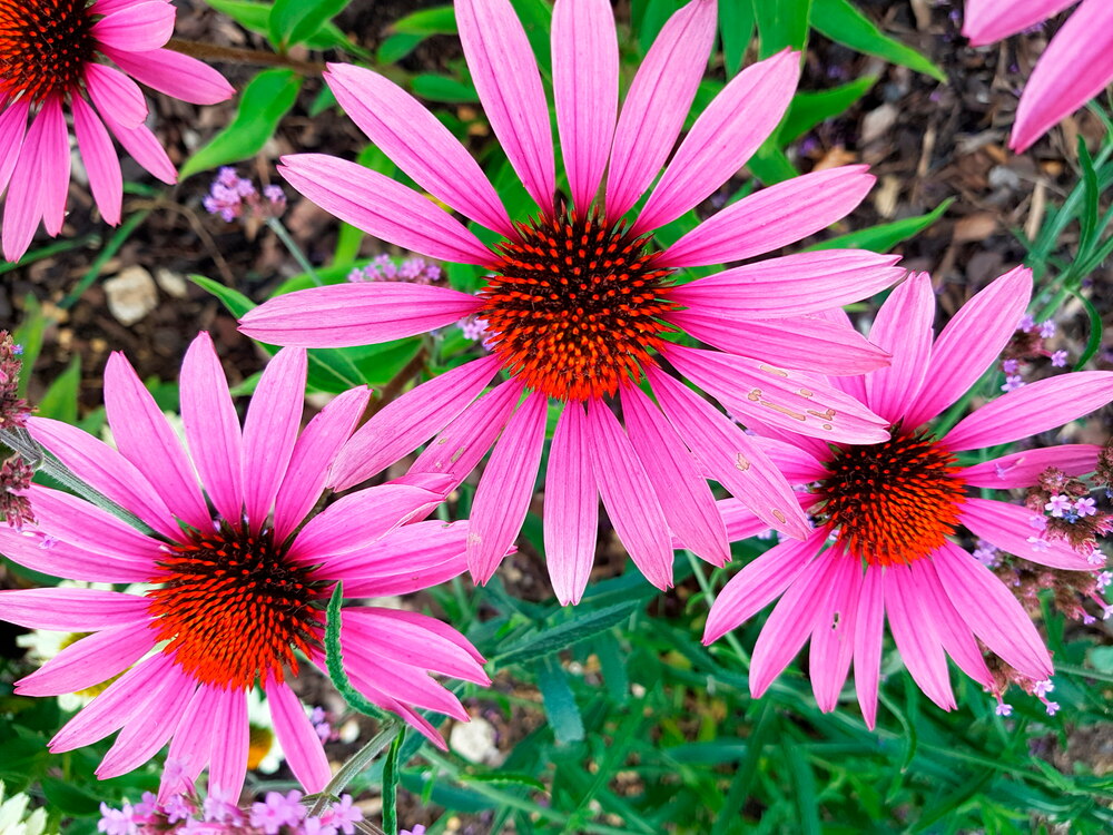 Gartenblumen