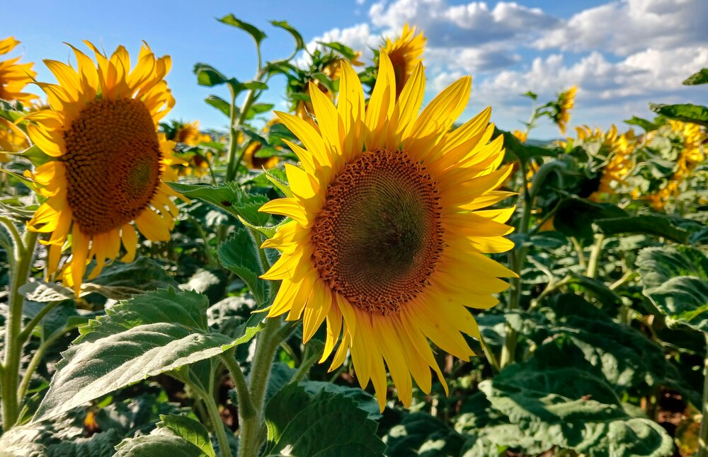 Weiterhin
schöne Sommerferien