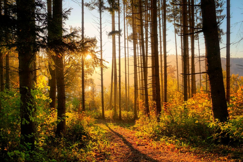 Einladung zu Erntedank «Zwischen Wurzeln und Himmel»