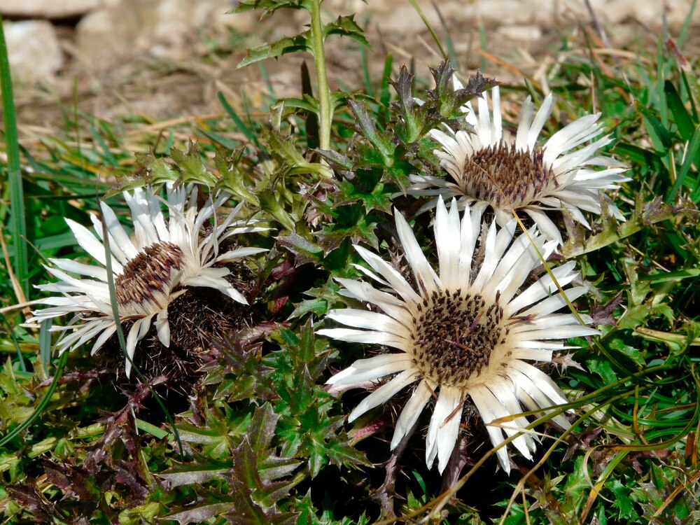SilberDistel