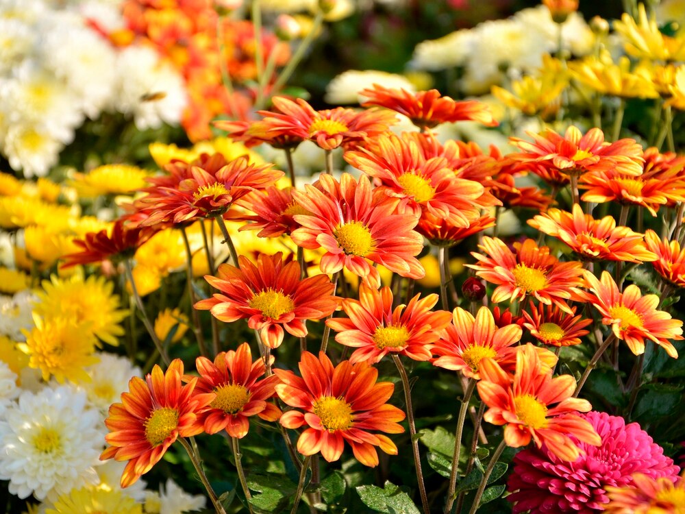 Herbsttreff
Frauengruppe Birrfeld