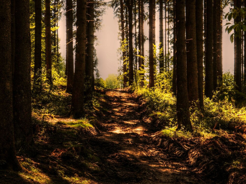 «Unser Wald — Unser Lebensraum»