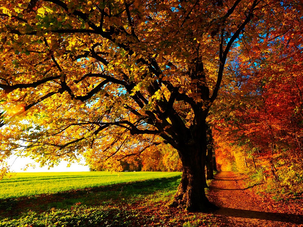 Herbst