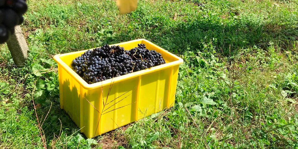 Ein frohes Winzerfest…