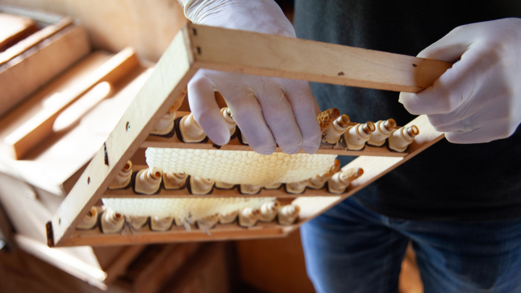Von den Bienen lernen - Lichtblick Römisch-katholisches Pfarrblatt der Nordwestschweiz 3