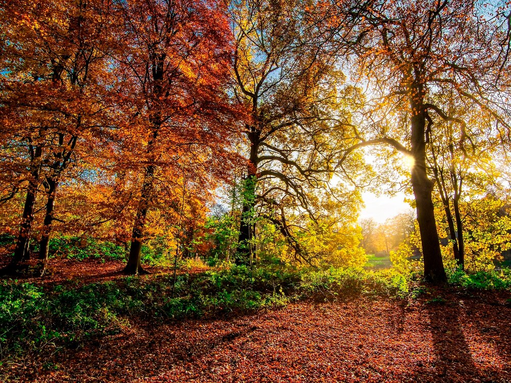 Die Ernte des Lebens – Dank und Vertrauen im Herbst