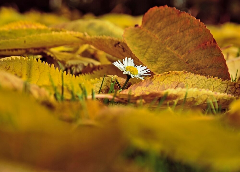 Es knospt
unter den Blättern.
Das nennen sie
Herbst.